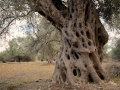 Griechenland 2017 Kreta - 0612