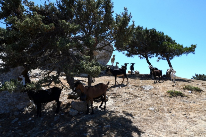 Tag-05-Halbinsel-Kefalos-381