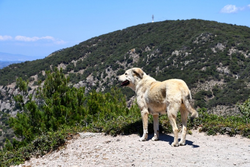 Tag-05-Halbinsel-Kefalos-383