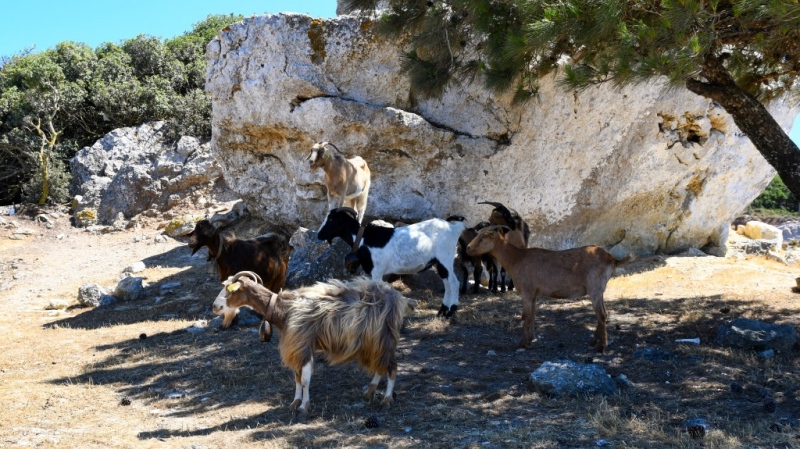 Tag-05-Halbinsel-Kefalos-384