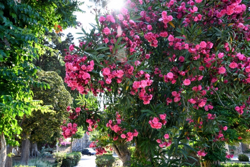 Tag-01-Kos-Stadt-Web-036