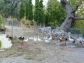 Griechenland 2017 Kreta - 0644
