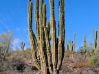 mexiko-2012-tag-10-fahrt-guerrero-negro-1357