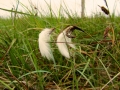 Irland 44 Ceide-Fields - 1121