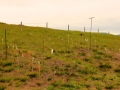 Irland 44 Ceide-Fields - 1123