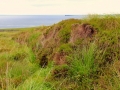 Irland 44 Ceide-Fields - 1127