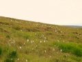 Irland 44 Ceide-Fields - 1130