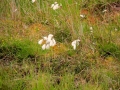 Irland 44 Ceide-Fields - 1131