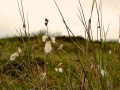 Irland 44 Ceide-Fields - 1132