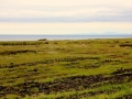 Irland 44 Ceide-Fields - 1134