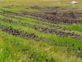 Irland 44 Ceide-Fields - 1135