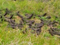 Irland 44 Ceide-Fields - 1136