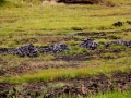 Irland 44 Ceide-Fields - 1137