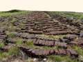 Irland 44 Ceide-Fields - 1141
