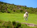 Irland 47 Knockn Area - 1067