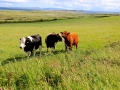 Irland 25 Fahrt - 0659