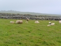 Irland 27 Dunbeg Fort - 0686