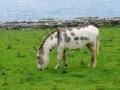 Irland 27 Dunbeg Fort - 0688