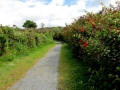 Irland 13 Dromberg - 0439