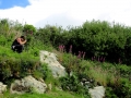 Irland 13 Dromberg - 0449