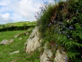 Irland 13 Dromberg - 0450