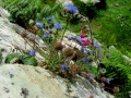 Irland 13 Dromberg - 0451