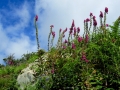 Irland 13 Dromberg - 0452