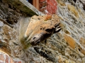 Irland 14 Bantry - 0478