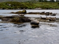 Irland 15 Garinish - 0504