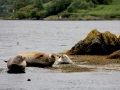 Irland 15 Garinish - 0508