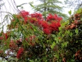 Irland 15 Garinish - 0525