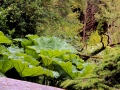 Irland 15 Garinish - 0532