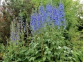 Irland 15 Garinish - 0543