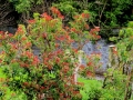 Irland 15 Garinish - 0544