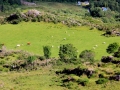 Irland 16 Fahrt-Glencar - 0574