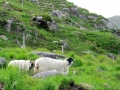 Irland 16 Fahrt-Glencar - 0581