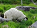 Irland 16 Fahrt-Glencar - 0582