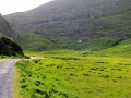 Irland 16 Fahrt-Glencar - 0585