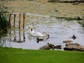 Irland 33 Lough Gur - 0745