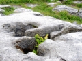 Irland 36 Poulnabrone - 0817