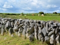 Irland 36 Poulnabrone - 0832