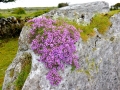 Irland 36 Poulnabrone - 0833