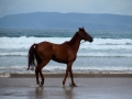 Irland 17 Rossbeigh - 0582