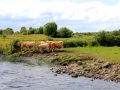 Irland 44 Shannon Teil I - 0948