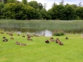 Irland 46 Birr - 1199