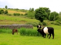 Irland 50 Fore Abbey - 1290