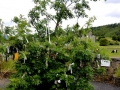 Irland 50 Fore Abbey - 1295