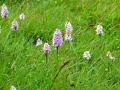 Irland 51 Loughcrew - 1362