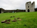 Irland 53 Trim Castle -  1380