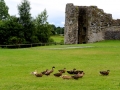 Irland 53 Trim Castle -  1382